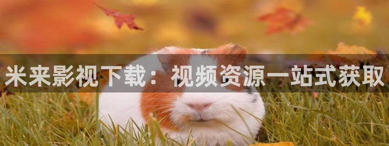 探花视
