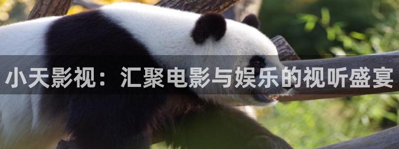 探花视频观看在线视频免费观看