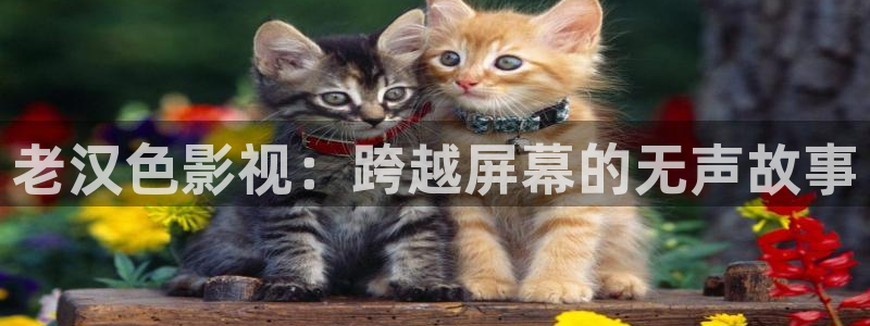 深夜探花视频
